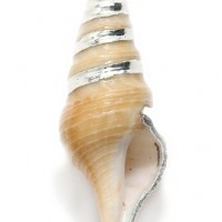 Long Seashell Pendant