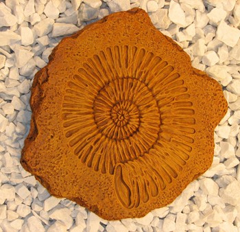 Ammonite Step Stone