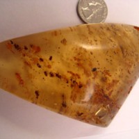 Polished Amber with Insects