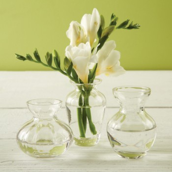 Bulb Sprouting Vases