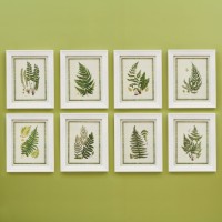 Framed Fern Prints