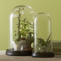 Glass Domes with Wood Bases