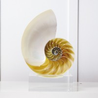 Nautilus Shell on Glass Base