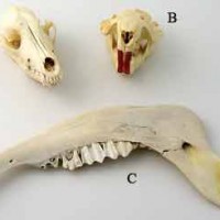 Coyote, Beaver Skulls & Buffalo Jawbone