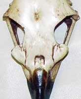 Eagle Skull