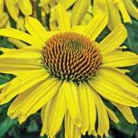 Drought Resistant Cleopatra Coneflower