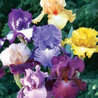 Drought Resistant Tall Iris Bulbs Mixture
