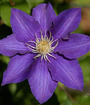 Early Large Flowering Clematis