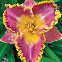 French Lingerie Reblooming Daylily Bulbs