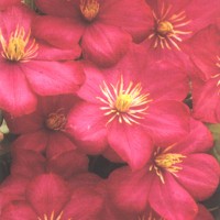 Late Flowering Clematis
