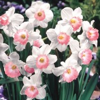 Pink Charm Daffodil