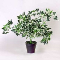 Silk Holland Ivy Plant