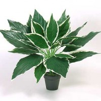 Silk Hosta Plant