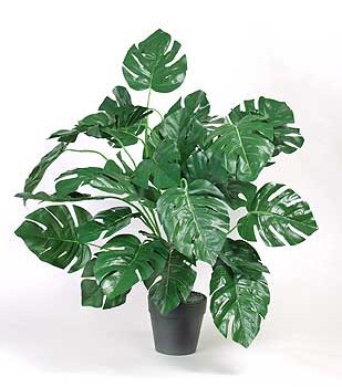 Silk Philodendron Plant