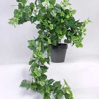 Silk Trailing Ivy Plant