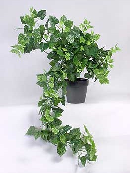 Silk Trailing Ivy Plant